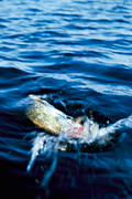 fisk, fiske, fiskvak, gdda, gddfiske, haspel, haspelfiske, plask, plaskande, spinn, spinnfiske, sportfiske, vak, vakande