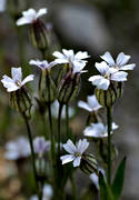 biotop, biotoper, blommor, blra, fjll, fjllblomma, fjllblommor, fjllen, natur, polarblra, silene involucrata ssp tenella, vxter