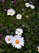 biotop, biotoper, blomma, blommor, natur, prstkragar, prstkrage, sommar, ng, ngar, ngsmark