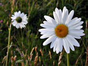 biotop, biotoper, blomma, blommor, natur, prstkragar, prstkrage, sommar, ng, ngar, ngsmark