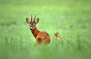 bete, bock, djur, dggdjur, grs, grnbete, odling, rbock, rdjur, slttervall