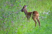 bete, bock, djur, dggdjur, grnbete, klver, klvervall, odling, odlingskant, rbock, rdjur, slttervall, vall, ng, ngsblommor, ngsmark