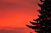 gran, gryning, himmel, julkort, julstmning, Jmtland, rd, solnedgng, stmning, stmningsbild, stmningsbilder, trd, vinter, rstid, rstider