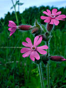 biotop, biotoper, blomma, blommor, blomster, midsommar, natur, rdblra, sommar, ng, ngar, ngsmark