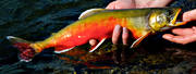 fisk, fiske, fjllbilder, fjllen, lappland, rding, sommar, sportfiske