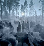 arbete, djur, d�ggdjur, kallt, lappar, ren, renar, renflock, renhjord, renskiljning, renskillning, rensk�tsel, samer, vinter