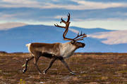 djur, dggdjur, fjll, fjllandskap, fjllen, Flatruet, hjortdjur, Hrjedalen, hgfjll, hgfjllen, landskap, renar, rentjur, rstider