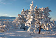 bjrk, dimfrost, fjll, fjllbjrk, fjllen, fjllmotiv, frost, frostig, kallt, kyla, midvinter, natur, rimfrost, solnedgng, stmning, stmningsbild, trd, vinter, vinterbild, vinterstmning, rstider
