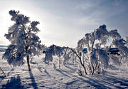 bjrk, dimfrost, fjll, fjllbjrk, fjllen, fjllmotiv, frost, frostig, kallt, kyla, midvinter, natur, rimfrost, solnedgng, stmning, stmningsbild, trd, vinter, vinterbild, vinterstmning, rstider