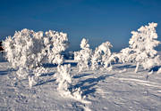 bjrk, dimfrost, fjll, fjllbjrk, fjllen, fjllmotiv, frost, frostig, kallt, kyla, midvinter, natur, rimfrost, solnedgng, stmning, stmningsbild, trd, vinter, vinterbild, vinterstmning, rstider