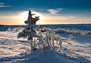 dimfrost, fjäll, fjällen, fjällmotiv, frost, frostig, kallt, kyla, midvinter, natur, rimfrost, solnedgång, stämning, stämningsbild, träd, vinter, vinterbild, vinterstämning, årstider