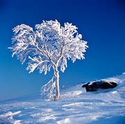 bl, fjllbjrk, frost, frostigt, kallt, natur, rimfrost, stmning, stmningsbilder, trd, vinter, rstid, rstider