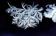 frost, glasruta, jul, julbilder, julkort, julstmning, kallt, kyla, mnster, rimfrost, stmning, stmningsbild, stmningsbilder, vinter, rstid, rstider