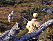 engelsk setter, fjlljakt, hund, jakt, ripjakt, ripjgare, stende fgelhund, stnd