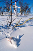dalripa, jakt, ripa, ripjakt, ripjgare, sndrkt, vinter, vinterjakt ripa, vinterripa