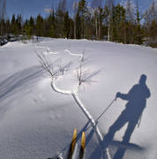 dalripa, jakt, ripa, ripjakt, ripspr, sn, spr, spra, vinter, vinterjakt ripa, vinterripa