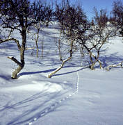 dalripa, djur, fglar, ripa, ripspr, sn, spr, vinter