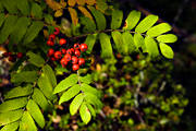 blad, br, natur, rd, rnnbr, rtt, skog, skogsmark, surt, trd