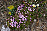 biotop, biotoper, blomma, blommande, blommor, fjll, fjllblommor, fjllen, Fjllglim, fjllsippa, natur, rosenrot, vxt, vxter