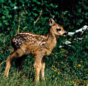 bambi, blad, djur, däggdjur, killing, rådjur, rådjurskilling