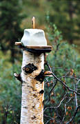 allmnjakt, bjrkstubbe, jakt, nringssalt, saltsten, slicksten, stubbe