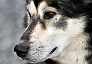draghund, draghundar, draghundstvling, dggdjur, hund, hundansikte, hundar, hundnos, hundportrtt, hundspann, husky, nrbild, polarhund, siberian, siberian husky, sldhund, sldhundar