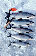 fisk, fiske, kikmete, pimpel, pimpelfiske, pimpla, sik, sportfiske, vinterfiske
