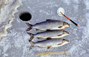 fisk, fiskar, fiske, isfiske, pimpel, pimpelfiske, pimpla, sik, sikar, sportfiske, vinterfiske