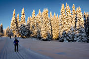 friluftsliv, granar, Jmtland, skidor, skidspr, skidkare, skog, sntyngda, stmning, stmningsbild, stmningsbilder, turkning, upplega, vinter, vinterskog, rstid, rstider, ventyr