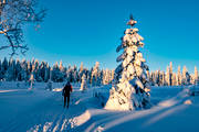 friluftsliv, granar, Jämtland, skidor, skidspår, skidåkare, skog, snötyngda, stämning, stämningsbild, stämningsbilder, turåkning, upplega, vinter, vinterskog, årstid, årstider, äventyr