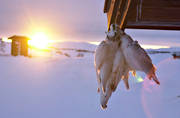 fjllen, fjlljakt, fjllripa, jakt, ripa, ripjakt, vinter, vinterjakt ripa, vinterripa