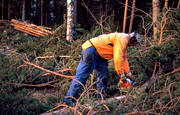 arbete, motorsåg, skog, skogsarbetare, skogsarbete, skogsbruk, skogshuggare, timmer