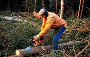 arbete, motorsåg, skog, skogsarbetare, skogsarbete, skogsbruk, skogshuggare, timmer