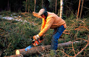 arbete, motorsg, skog, skogsarbetare, skogsarbete, skogsbruk, skogshuggare, timmer