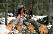 arbete, skog, skogsarbete, skogsbruk, skogshuggare, stockar, timmer, timmerstockar, traktor