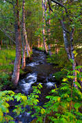 biotoper skog, björkar, bäck, Jämtland, kvällsljus, lövträd, rofylld, rofyllt, skogsbäck, skogså, sommar, stämning, stämningsbild, stämningsbilder, träd, å