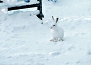 djur, dggdjur, grindhl, grindhlet, hare, skogshare, sn, vinter, vitt