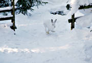 djur, dggdjur, grindhl, grindhlet, hare, skogshare, sn, vinter, vitt