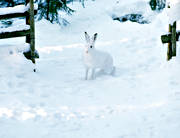 djur, dggdjur, grindhlet, hare, skogshare, sn, vinter