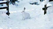djur, dggdjur, grindhl, grindhlet, hare, skogshare, sn, vinter