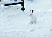 djur, däggdjur, grindhål, grindhålet, hare, skogshare, snö, vinter, vitt