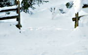 djur, d�ggdjur, gnagare, grindh�l, grindh�let, hare, haren, j�sse, kamouflage, skogshare, skuttar, springer