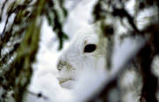 djur, dggdjur, gnagare, gmma, hare, jsse, kamouflage, skogshare, trycka, trycker, vinter