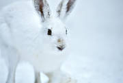 djur, däggdjur, hare, jösse, närbild, skogshare, skuttar, snö, svenskhare, vinter