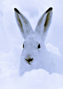 djur, däggdjur, hare, skogshare, snö, svartvit, svenskhare, vinter, vinterpäls, vit