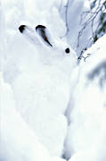 djur, dggdjur, hare, kamouflage, skogshare, sn, vinter, vit