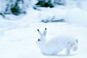 djur, dggdjur, hare, skogshare, sn, vinter, vitt