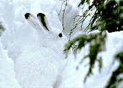 djur, dggdjur, gnagare, hare, jsse, kamouflage, skogshare, sn, vinter, vit