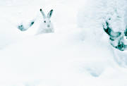 djur, däggdjur, hare, skogshare, snö, vinter, vitt