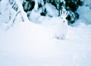 djur, däggdjur, gnagare, hare, jösse, kamouflage, skog, skogshare, snö, vinter, vit, vitt